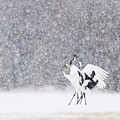 Family Dance in the Snow