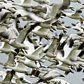 Flying together PG022