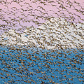 Snow geese at sunset