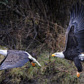 The promnade of Bald Eagle