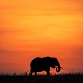Elephant at Sunset